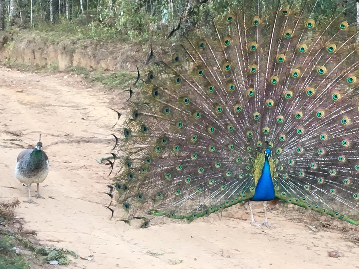 Paraiso Na Montanha, Sitio Siriema Casa de férias *
